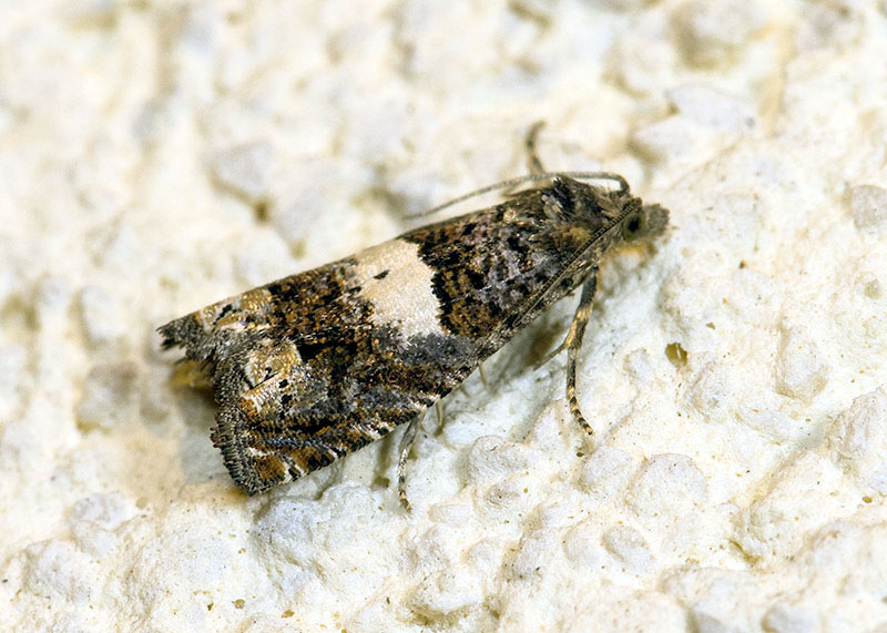 Tortricidae: Epiblema sp